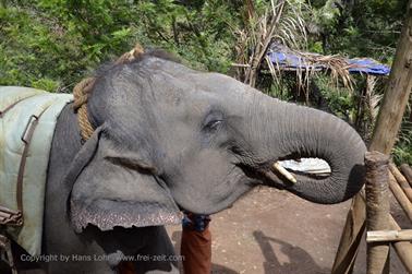 Mattupatty Dam, Elephant Ride_DSC5869_H600